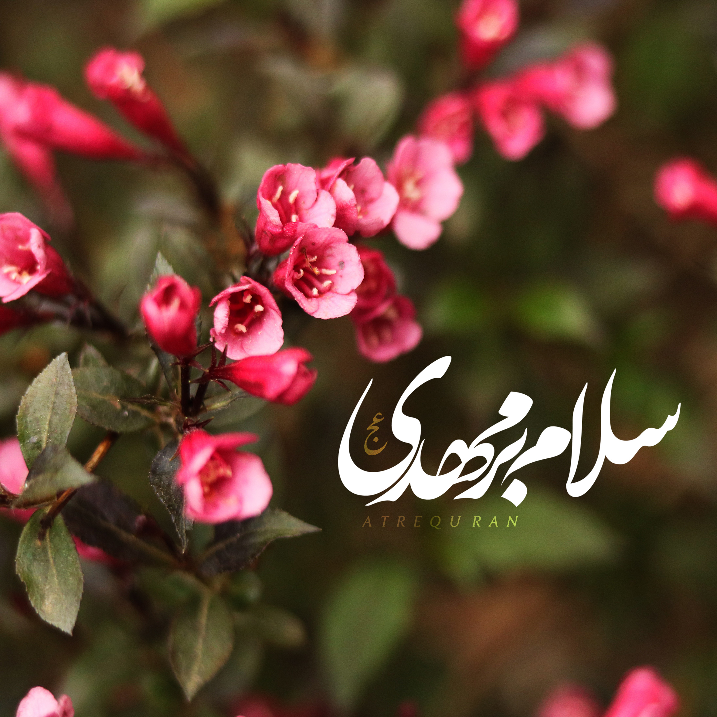 سلام بر مهدی عج – عطر قرآن